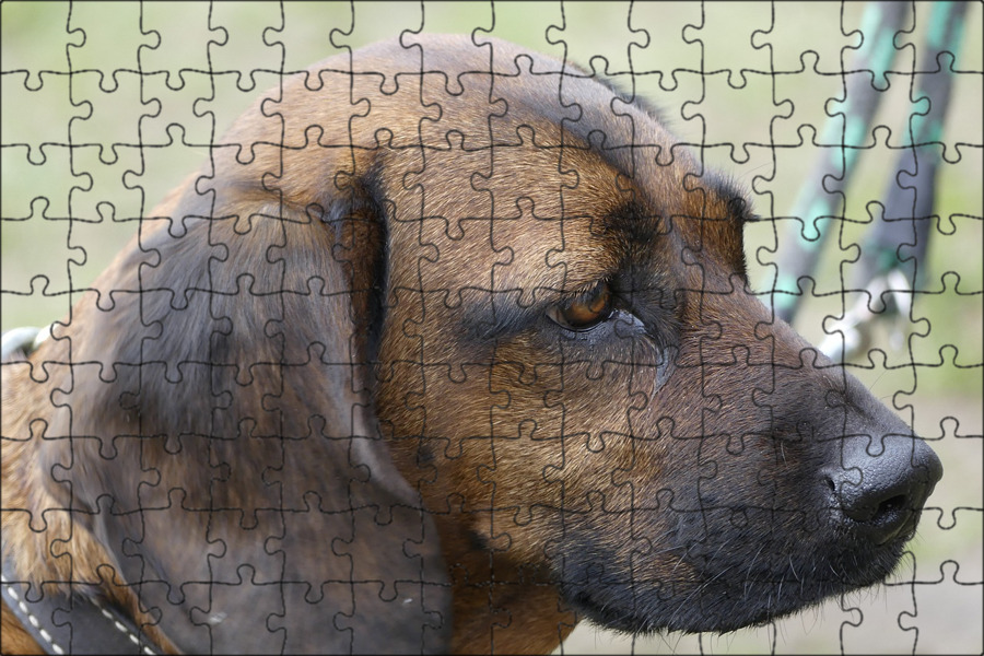Двуносая гончая. Двуносая андская тигровая гончая. Турецкая гончая каталбурун. Андская тигровая гончая. Андская тигровая гончая.