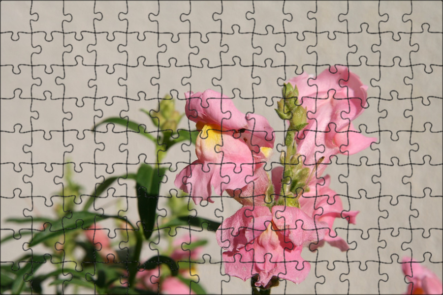 Маттиола и львиный зев отличия. Львиный зев цветение. антирринум nanum pink. левкой львиный зев. львиный зев розовый.