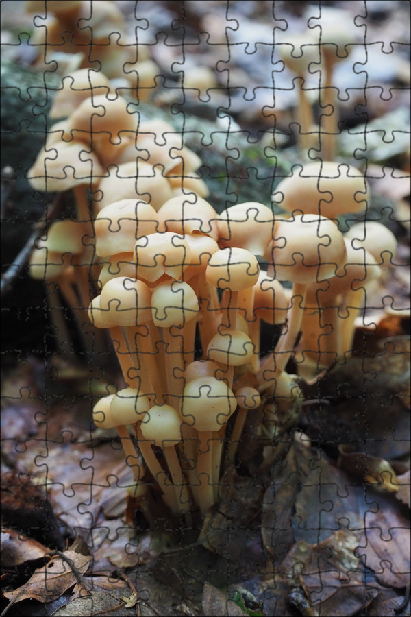 Файл:Psilocybe semilanceata.jpg - Вікіпедія