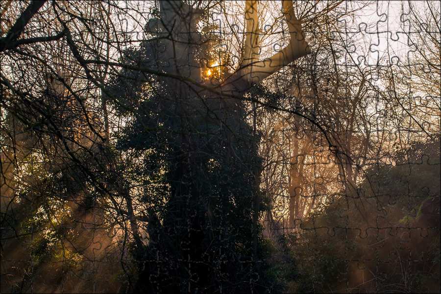 The sun through the trees. Солнце сквозь ветви. Солнце сквозь туман. Свет сквозь ветви. Солнце сквозь ветви дуба