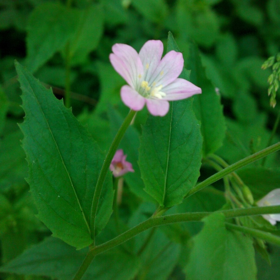 Epilobium montanum