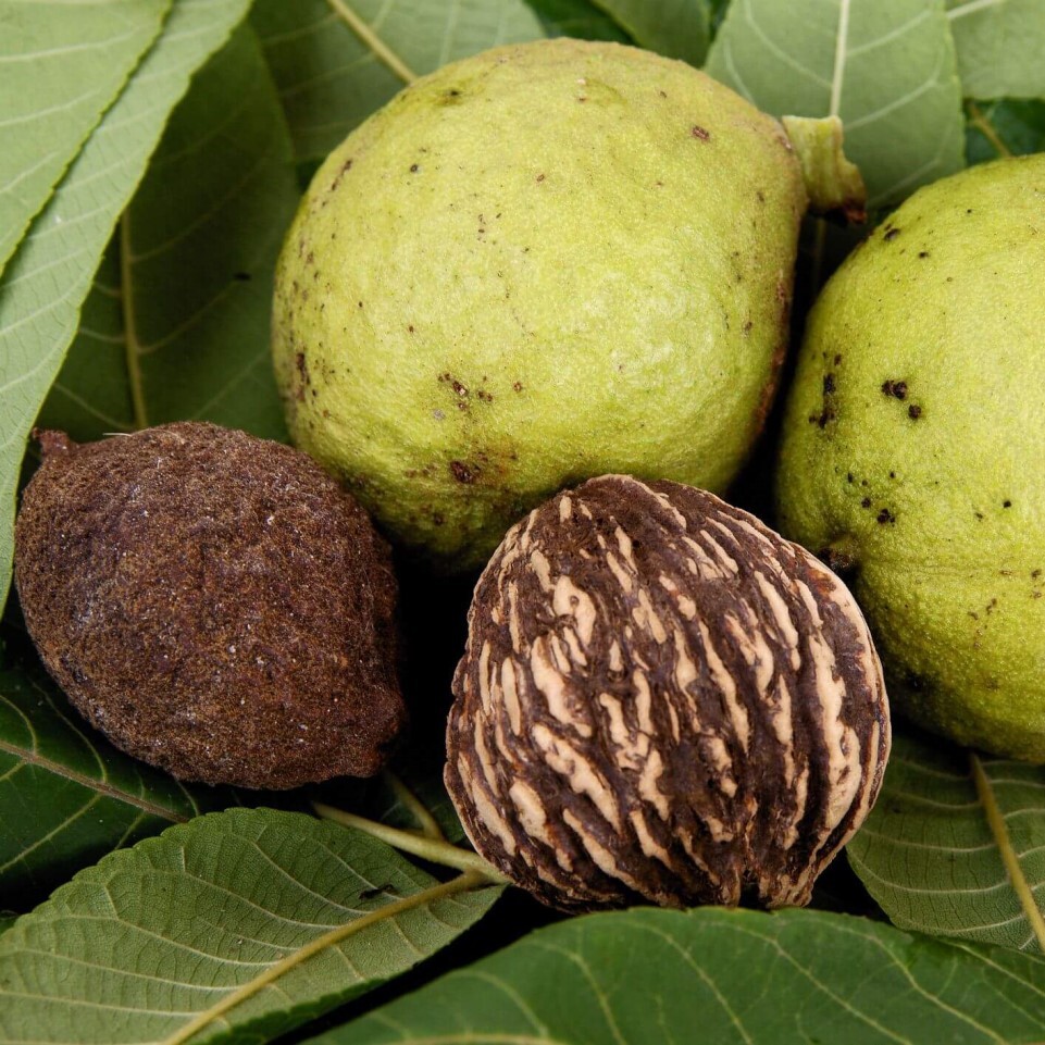 Корал черный орех. Juglans nigra. Грецкий черный орех. Орех черный, Juglans nigra. Американский черный орех.