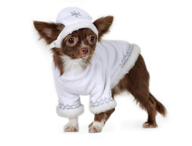 Новогодние костюмы для собак, купить в интернет-магазине Лохматая мода