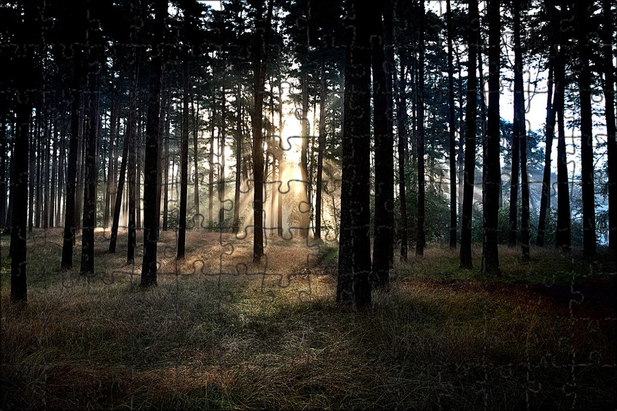 Восточный лес. Дневное время в лесу. Sunrise Dark.