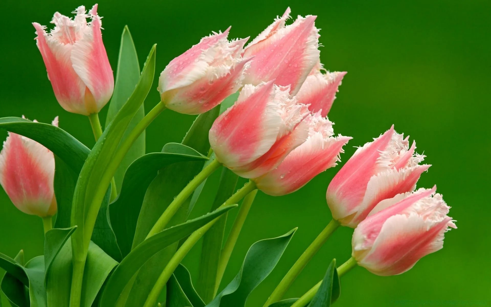 тюльпан sweet rosy фото