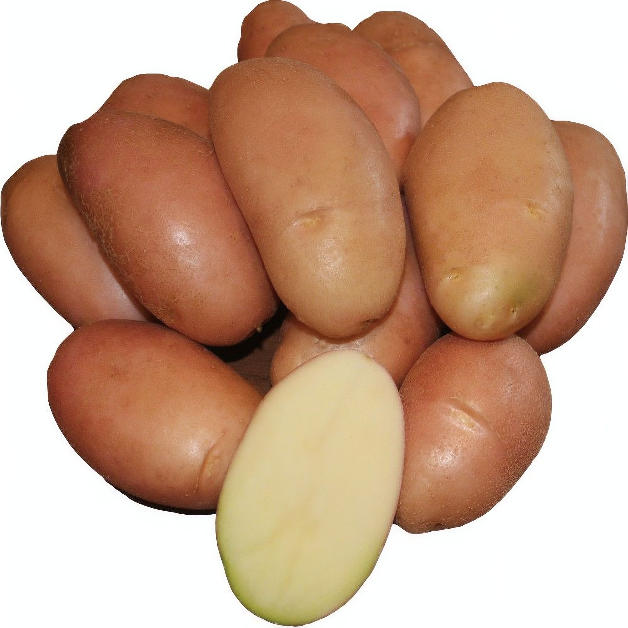 Семенной картофель Фаворит