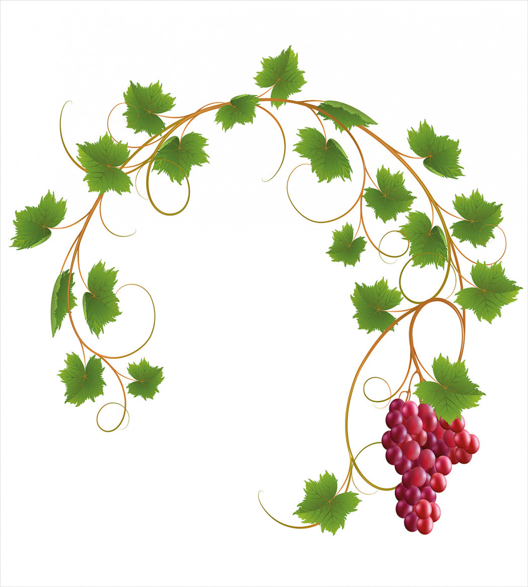 Виноградная лоза круг