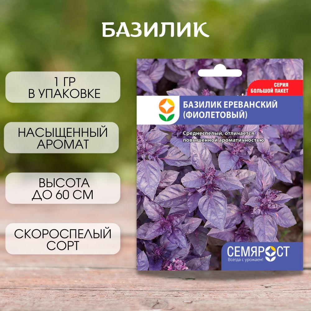 Базилик фиолетовый рецепты. Семена базилик фиолетовый. Семена базилик фиолетовый Престиж. Семена базилика. Базилик древовидный