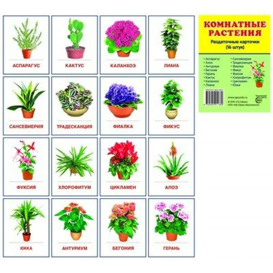 Растения на букву ш. Комнатные растения карточки с названиями. Названия цветов для дошкольников. Карточки для комнатных растений в детском саду. Карточки растений для детского сада.