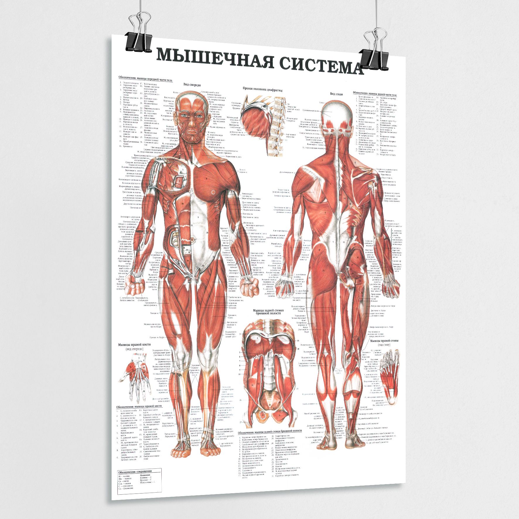 Плакат мышц. Мышцы человека. Мышцы плакат. Мышечная система плакат. Анатомическое строение человека мышцы.