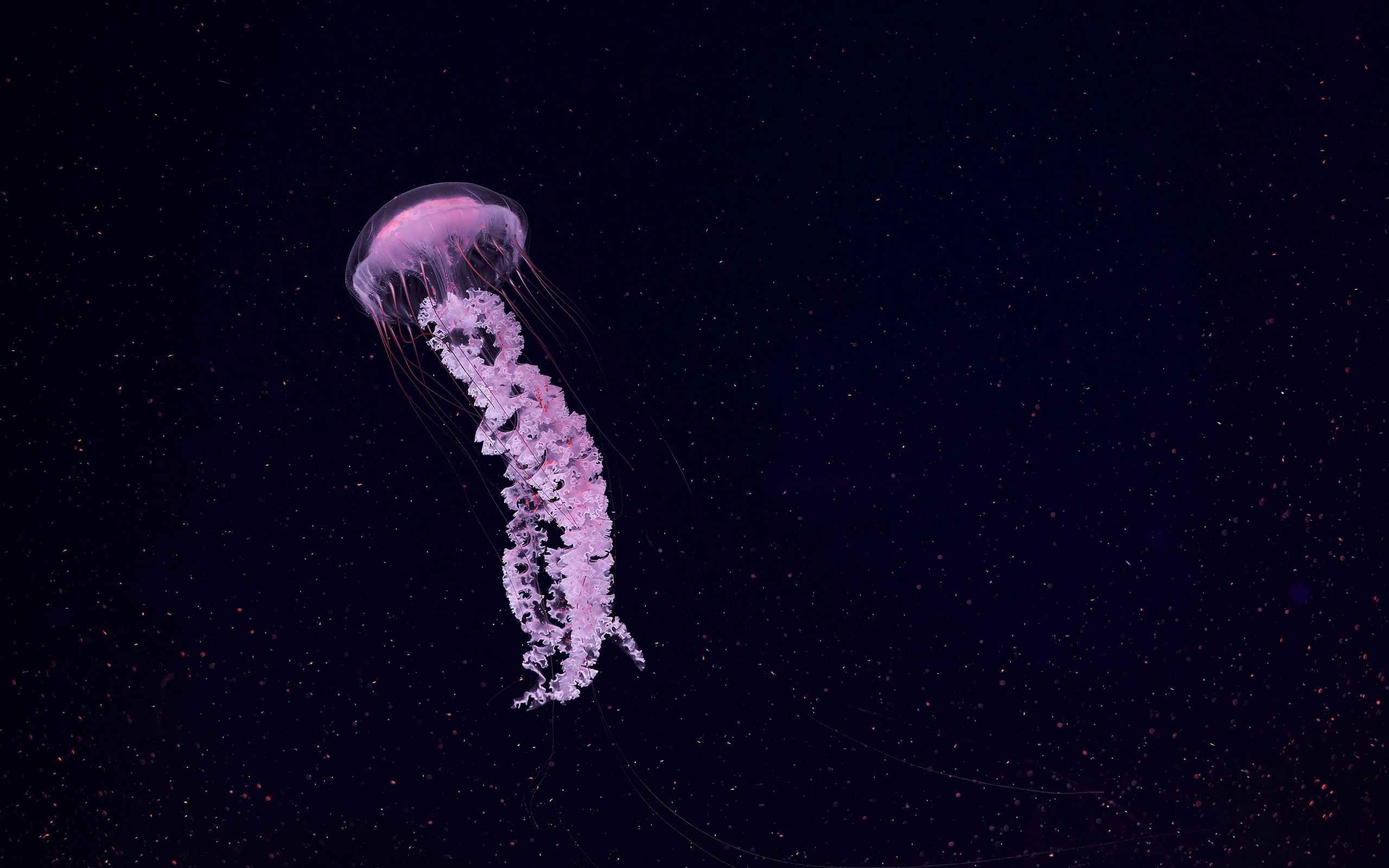 Щупальца медузы