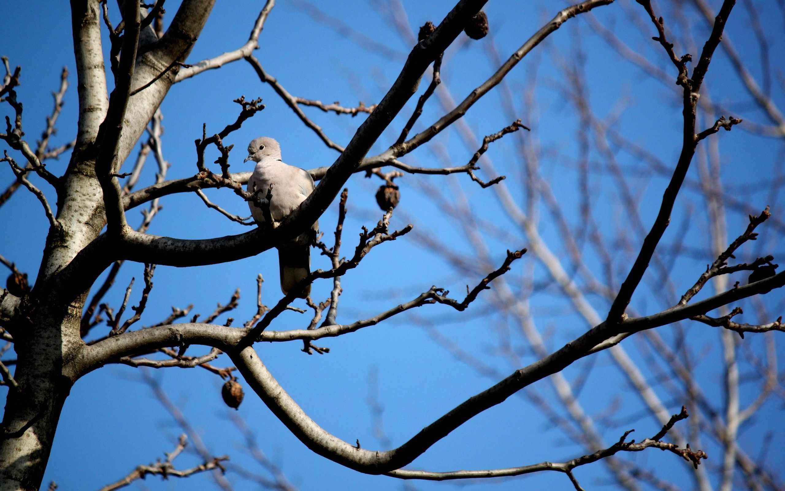 Сколько птиц сидит на дереве. Птицы на дереве. Голубь на дереве. Птичка на ветке дерева. Птица сидит на ветке.