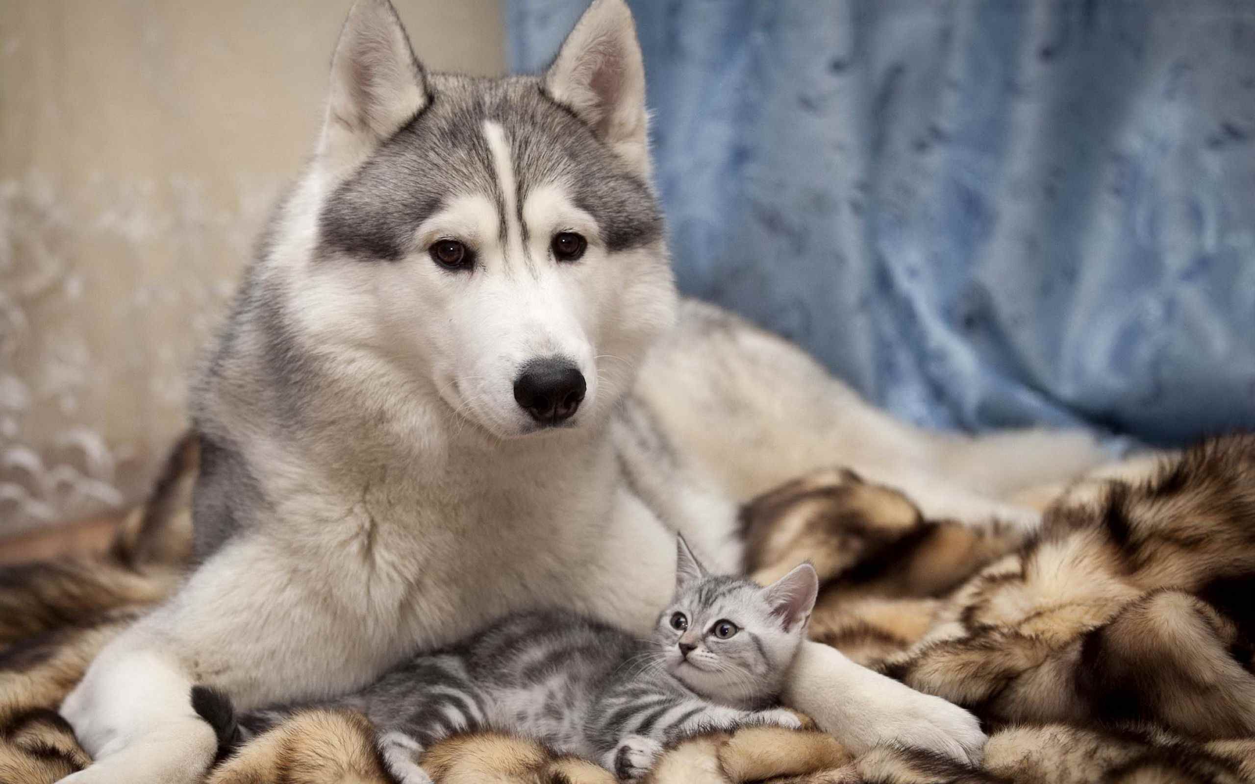 Комната скомкана хаски