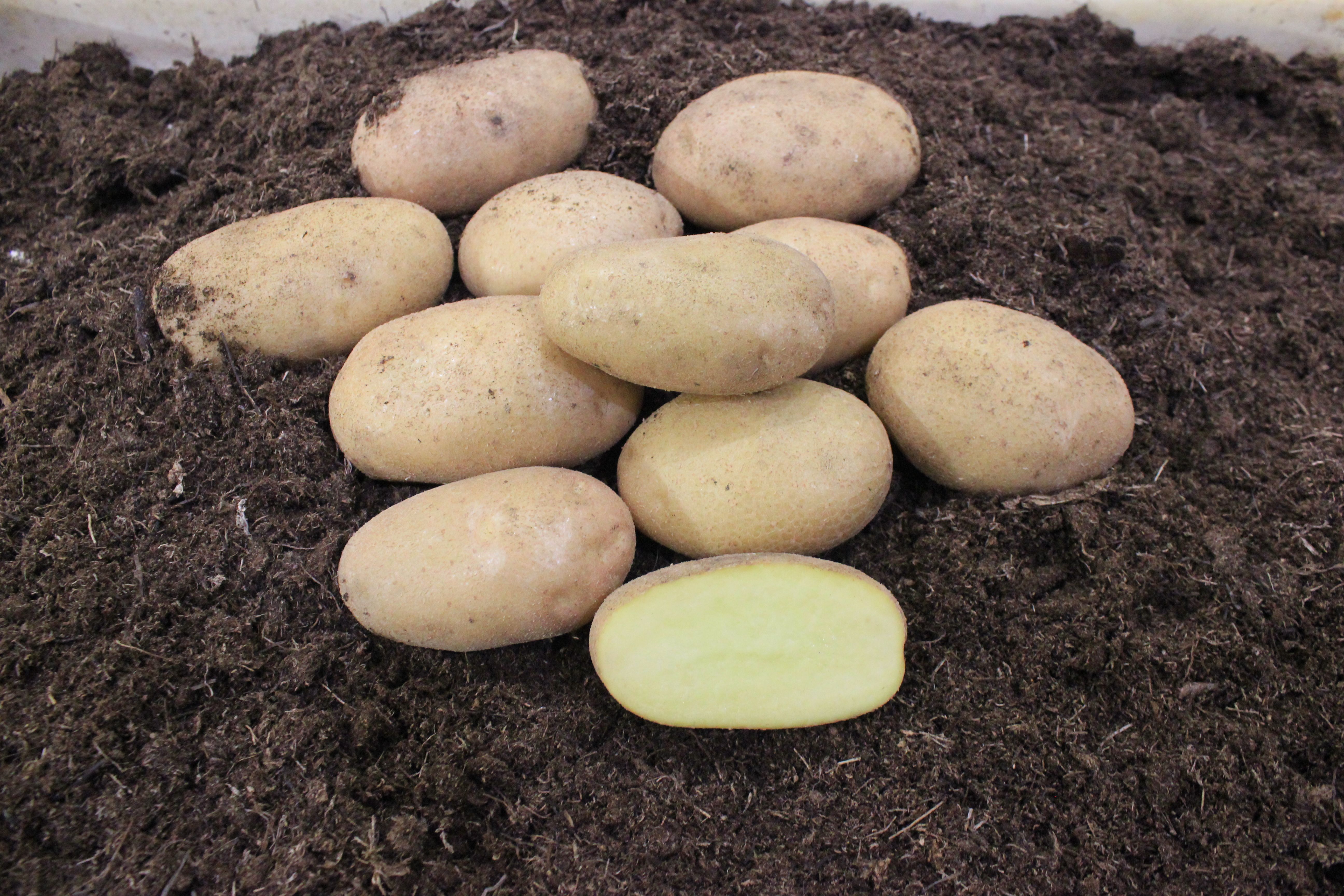 Картофель ариэль фото. Картофель Ариэль. Семенной картофель. Репродукция картофеля. Мини клубни картофеля из семян элита.