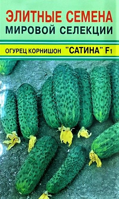 Огурцы Сатина Отзывы Фото