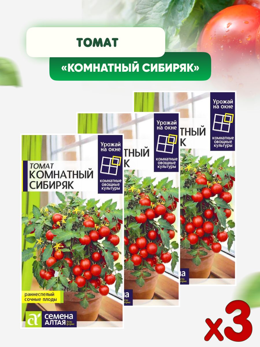 Томат комнатный сибиряк отзывы фото урожайность ✅ Tomato Sibiryak, Sibiryachok and Mamin Sibiryak: characteristics and descripti
