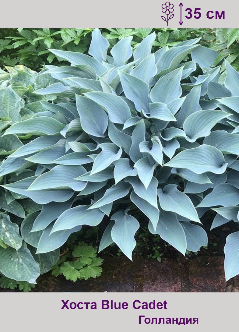 Блю кадет. Хоста гибридная блу кадет. Блю кадет. Хоста гибридная канадиан блу. Хоста кадет.