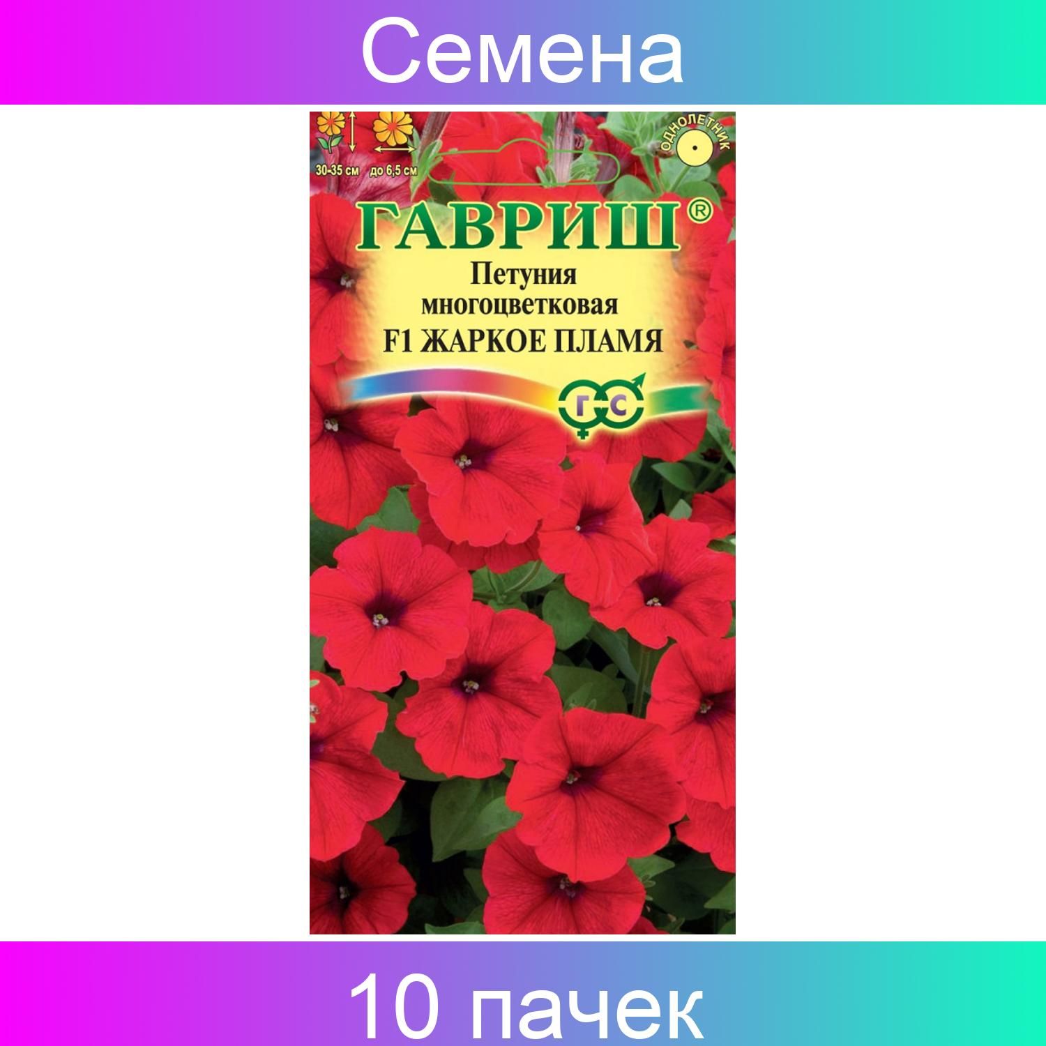 Петуния вивьен. Петуния вивьен
