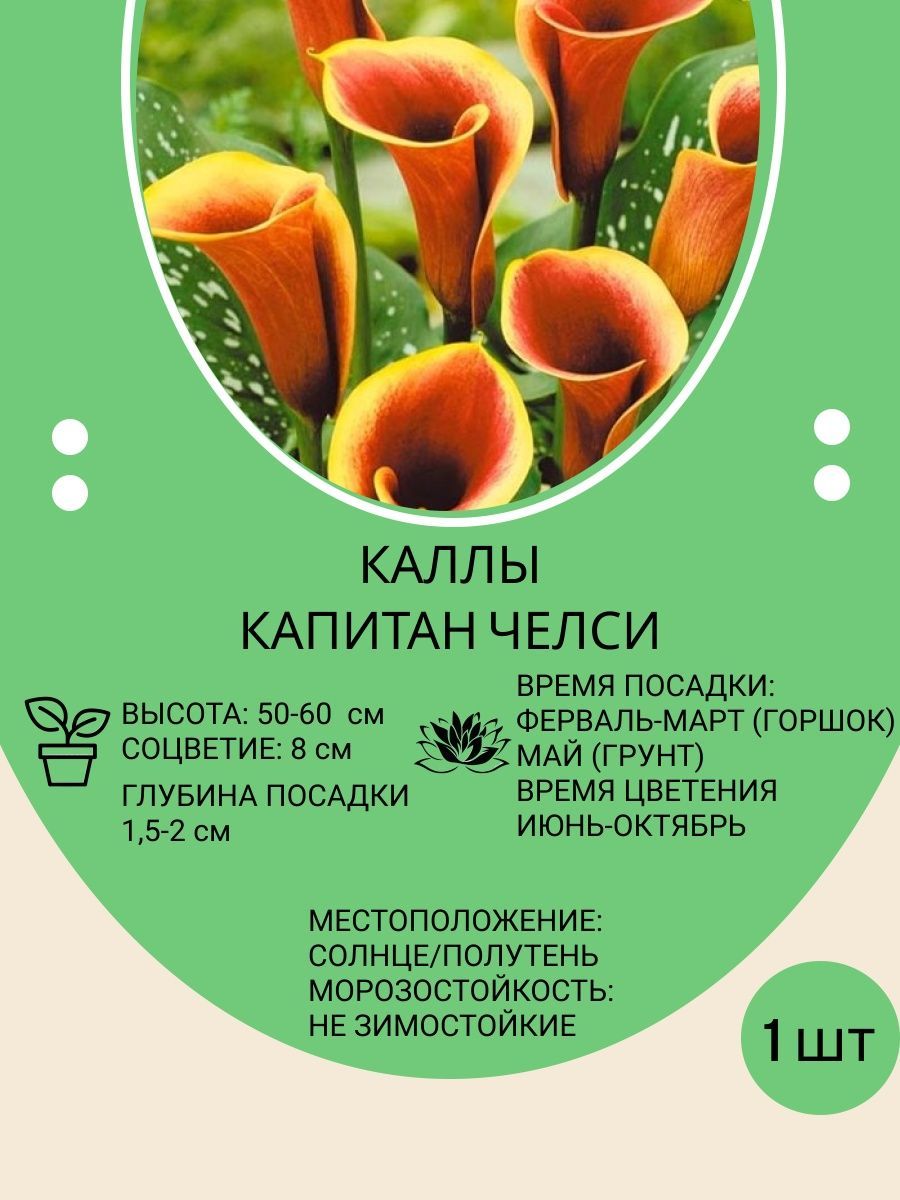Купить Луковицы Каллы В Интернет Магазине Недорого