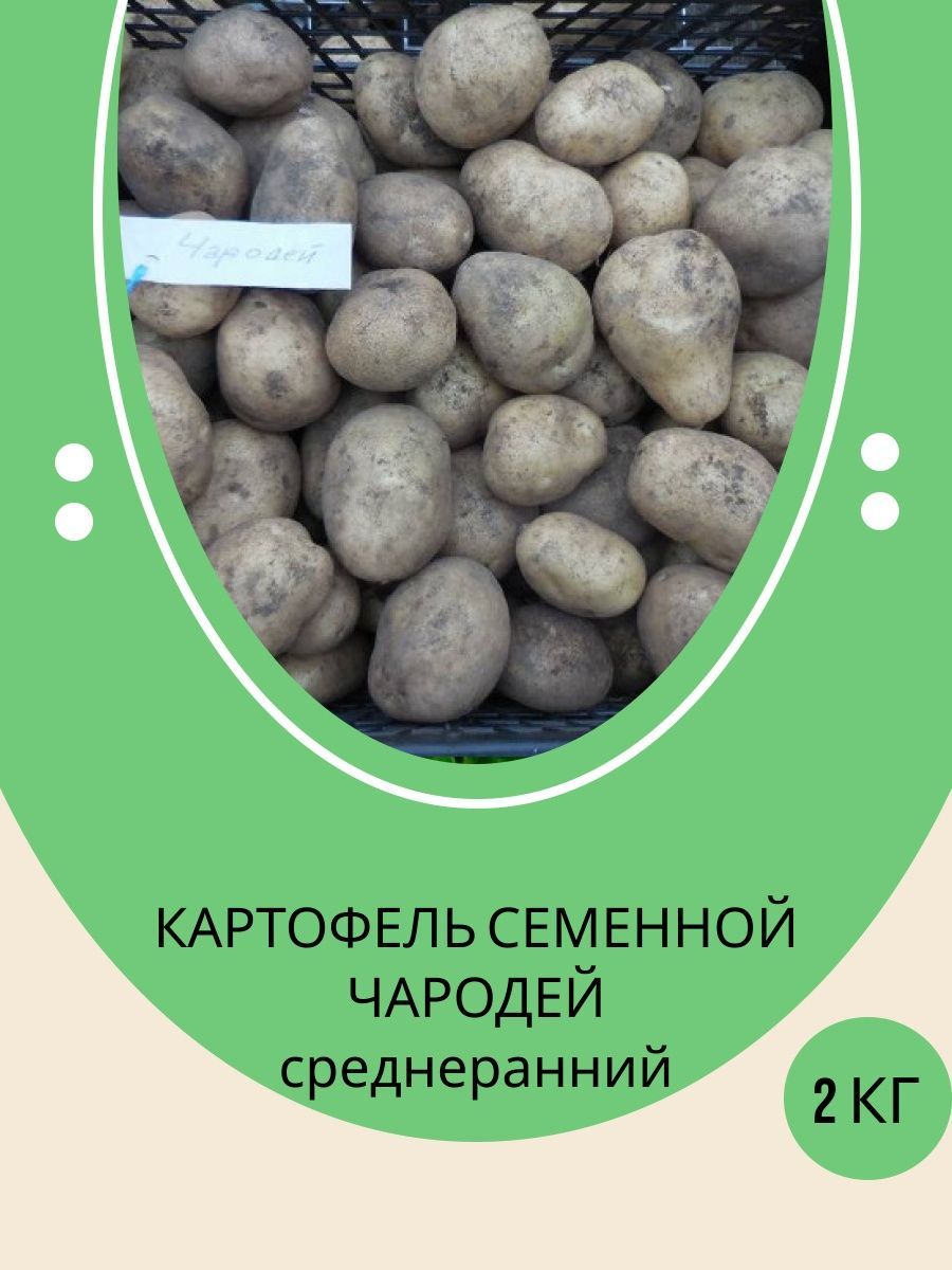Картофель Чародей Купить Семена