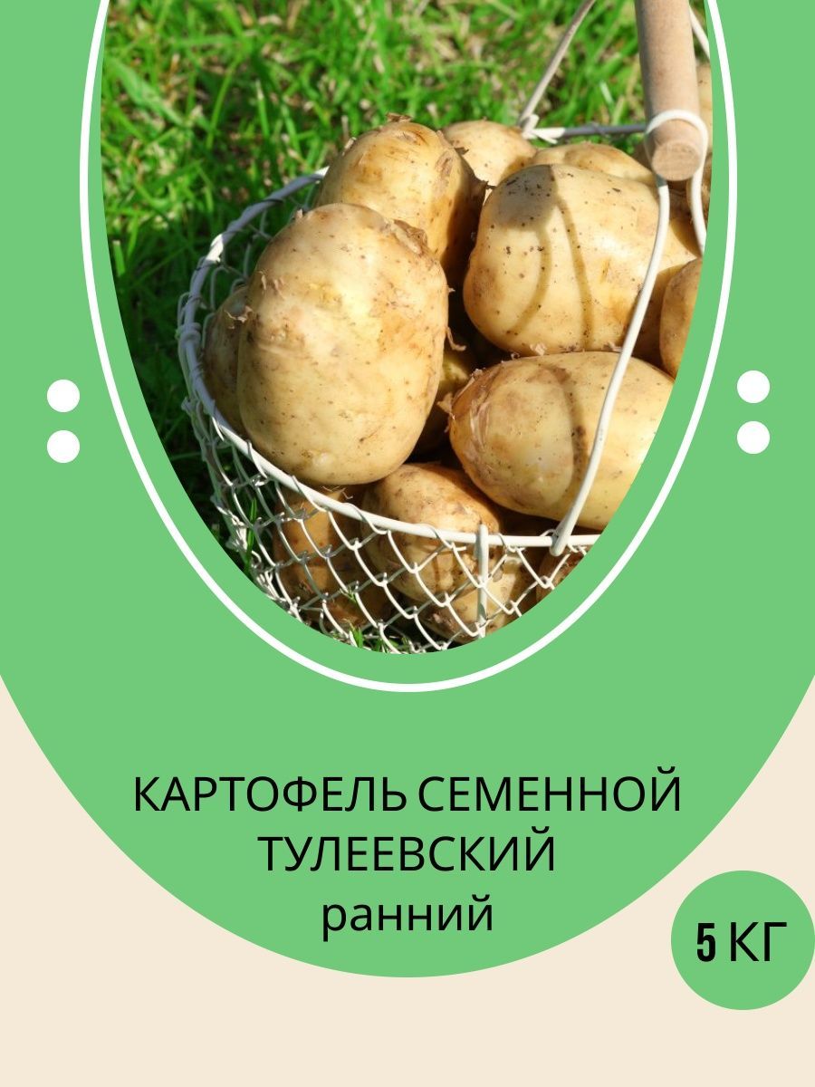 Картофель Семенной Тулеевский купить на OZON по низкой цене
