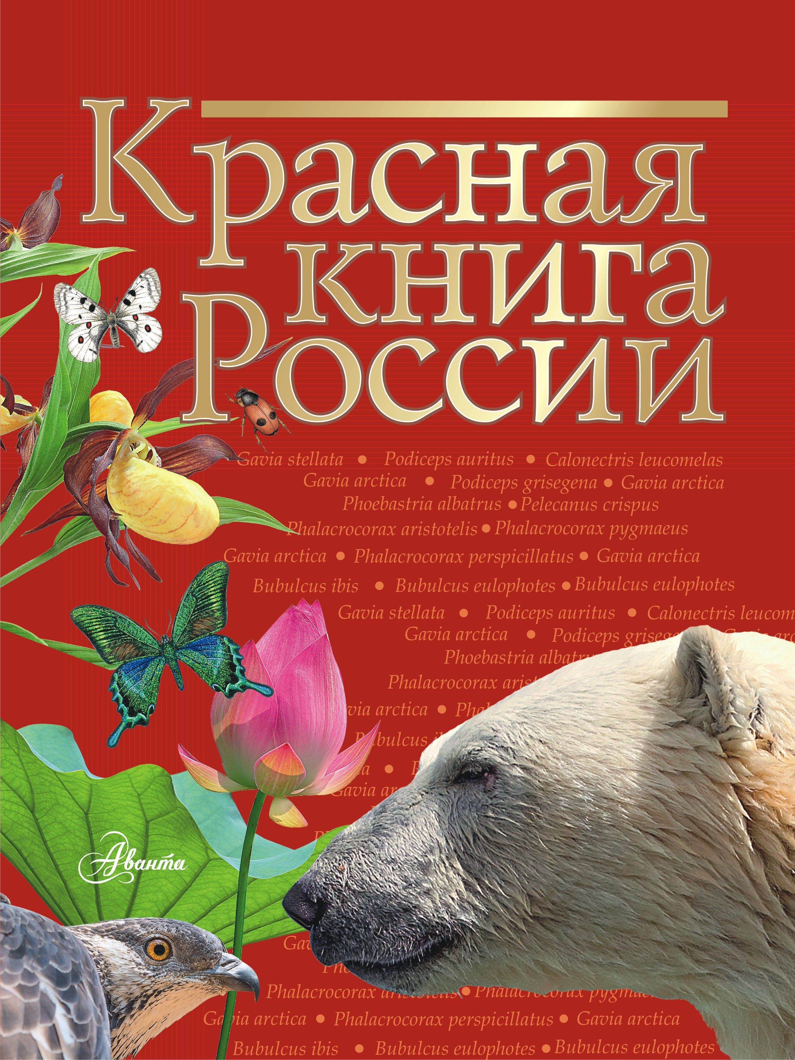 Картинка красная книга россии для детей