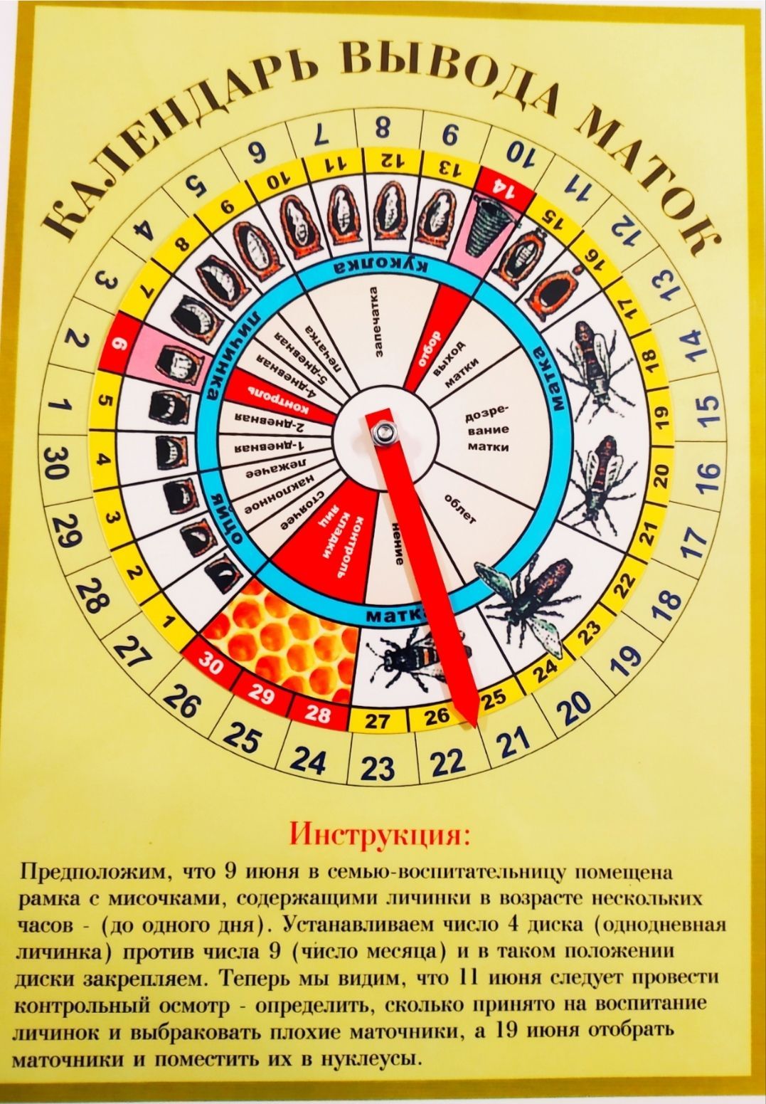 Календарь пчеловода вывода маток. Календарь вывода маток. Календарь вывода пчелиных. Календарь вывода маток пчеломаток. План календарь по уходу за пчелами.