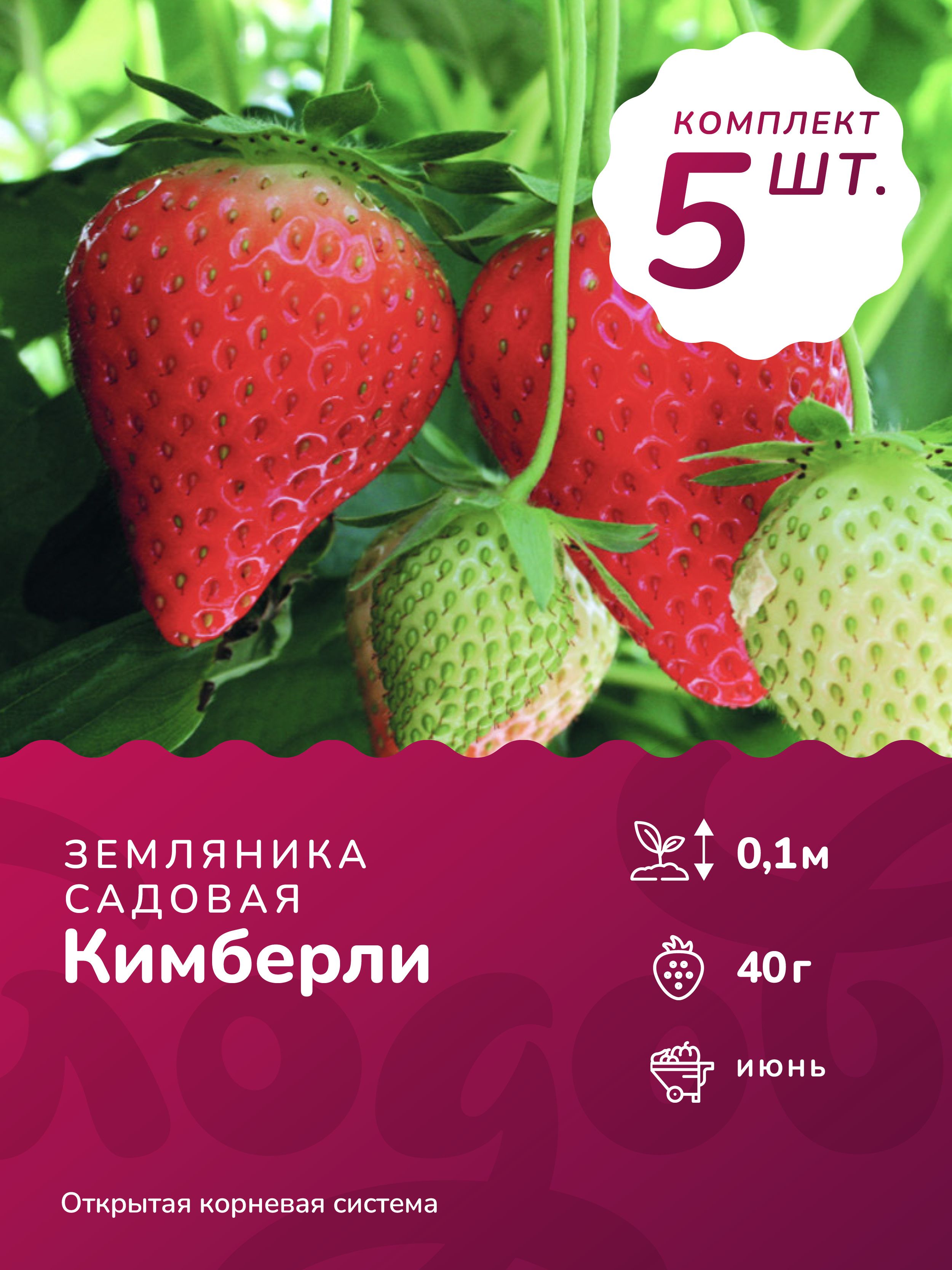 Клубника Кимберли Описание Сорта Фото Отзывы Садоводов