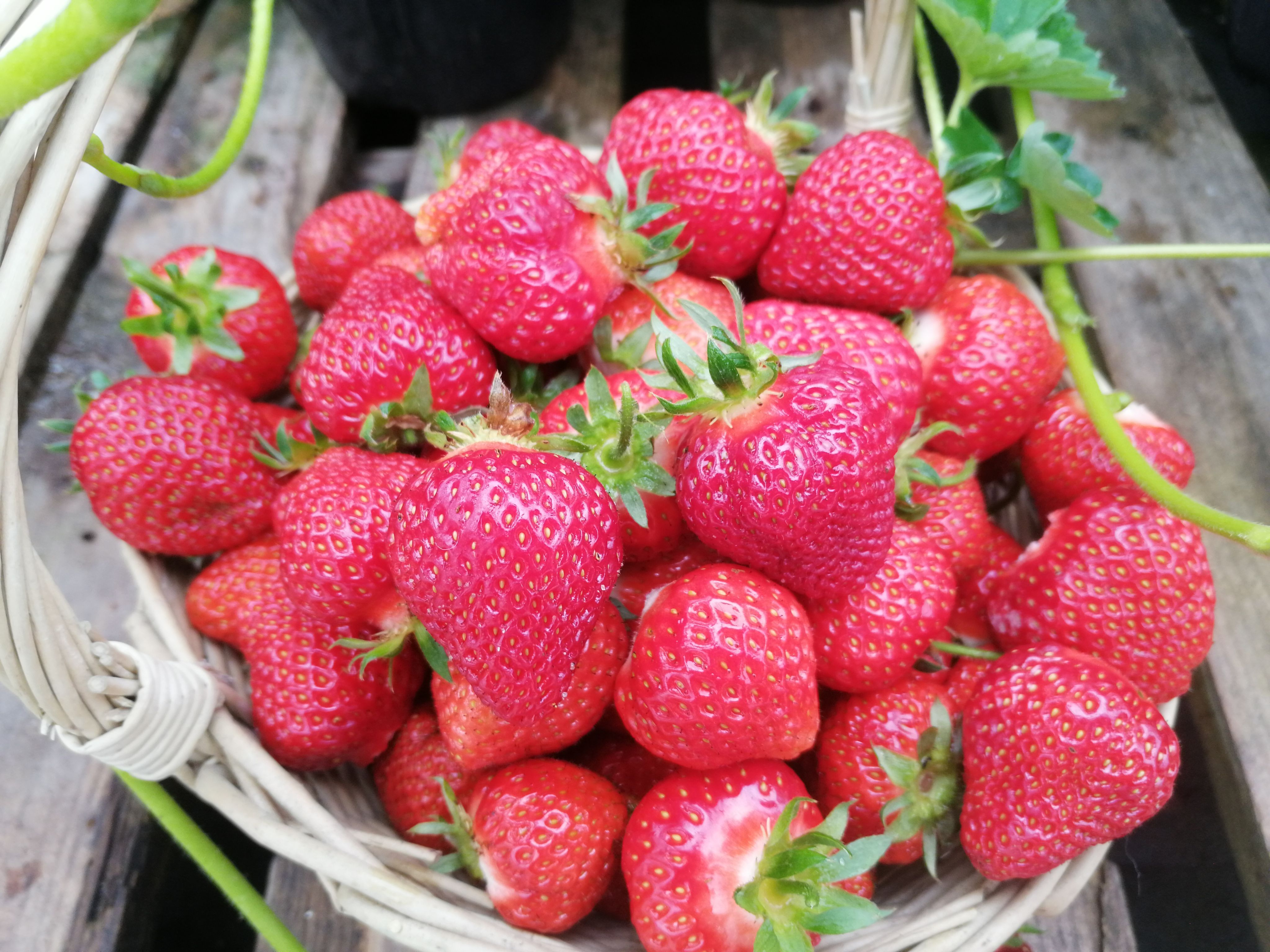 Wendy Strawberry: Junebearing Strawberry Plants from Gurney's Strawberry plants,