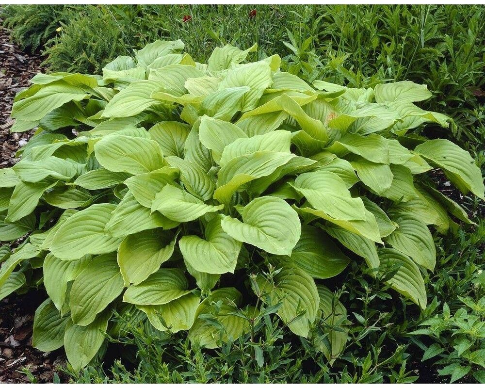 Хоста Роял стандарт 1шт /Hosta Royal Standard