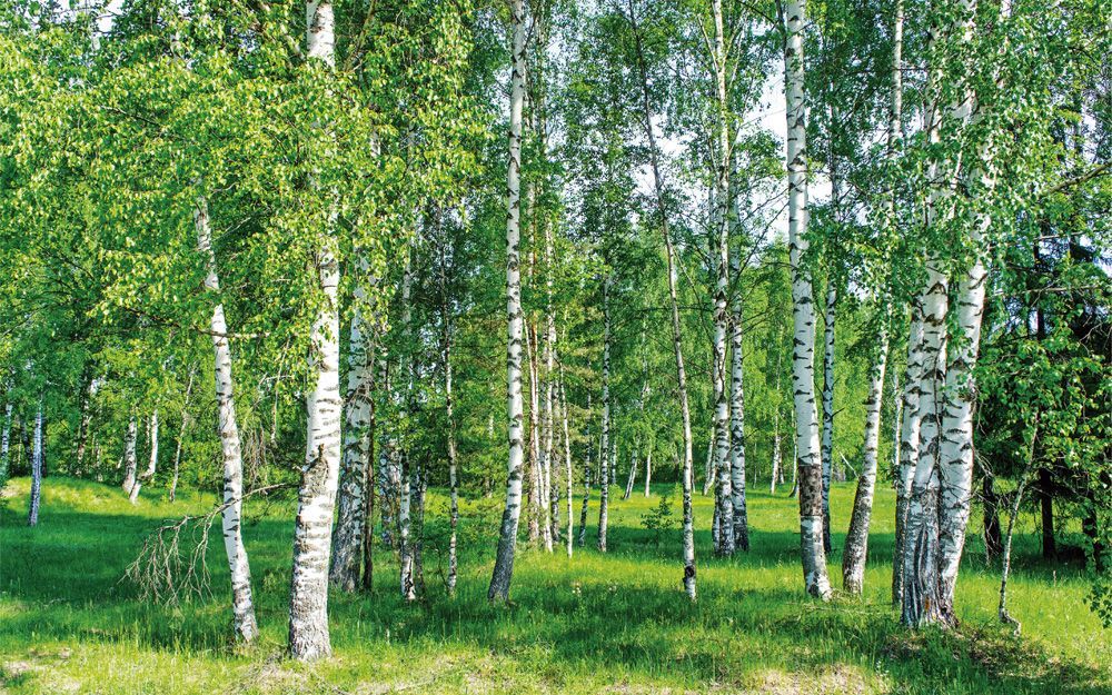 Березы в природе фото Моющиеся виниловые фотообои Березовый лес, 400х250 см - купить по выгодной цене 