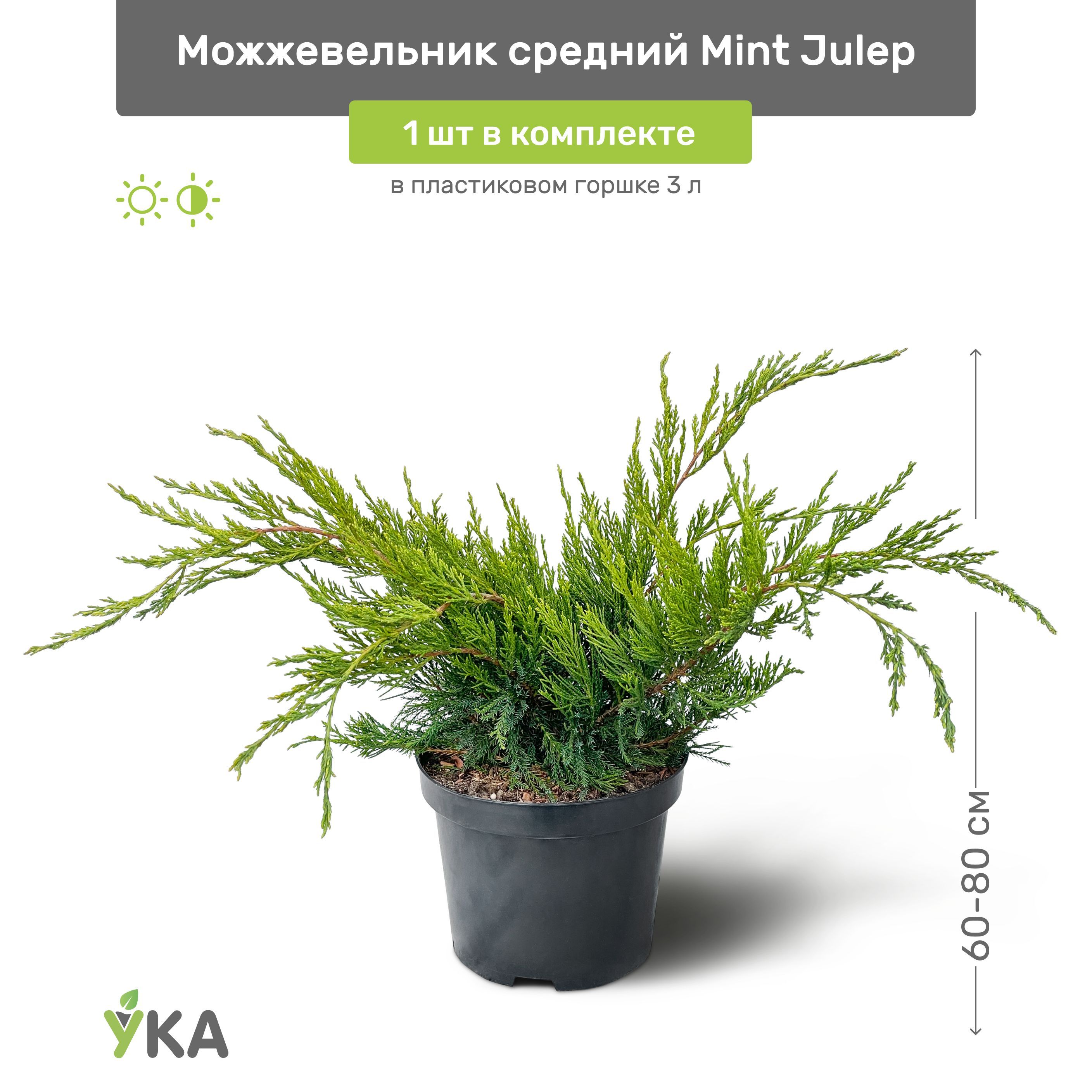 Можжевельник минт джулеп. Можжевельник Mint Julep. Можжевельник Пфитцера Mint Julep. Саженец можжевельника минт джулеп.