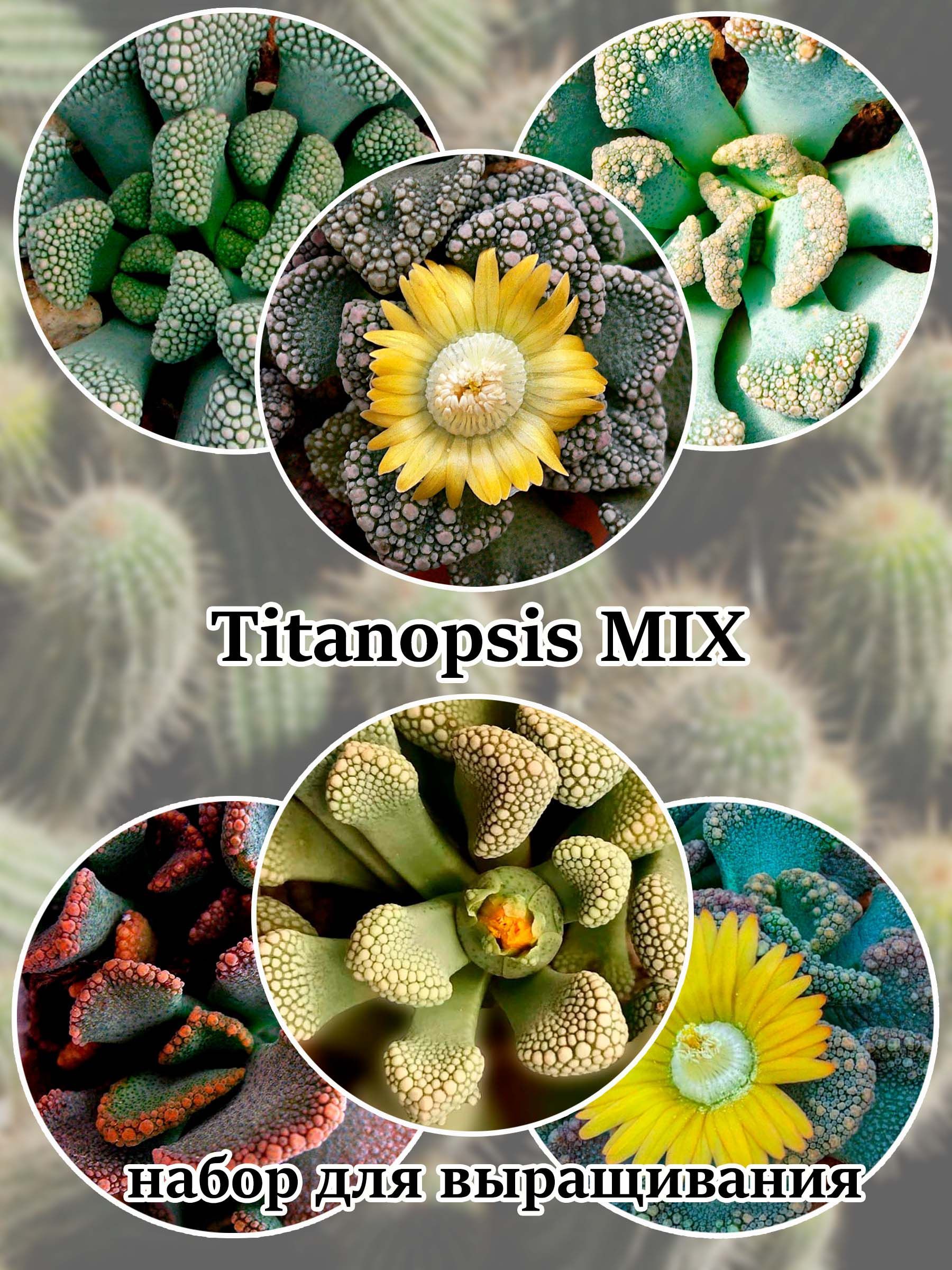 Суккулент Titanopsis MIX набор для выращивания (семена, грунт, горшочек, инструкция по посеву).