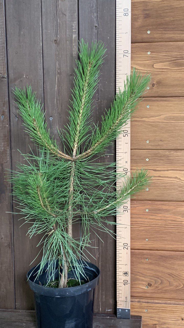 Сосна Крымская Купить В Краснодаре