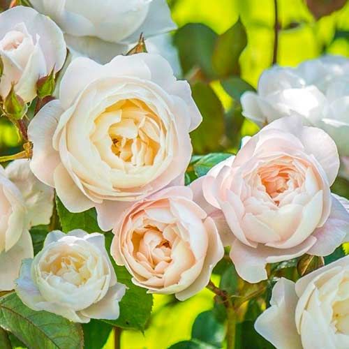 Английская роза Дездемона (Desdemona): характеристика, описание с фото, отзывы садоводов - купить в интернет-магазине
