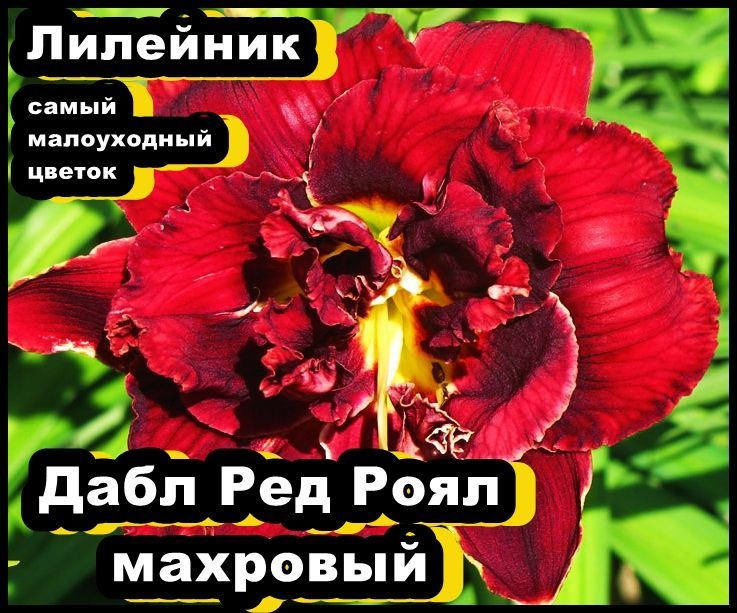 Лилейники купить на OZON по низкой цене