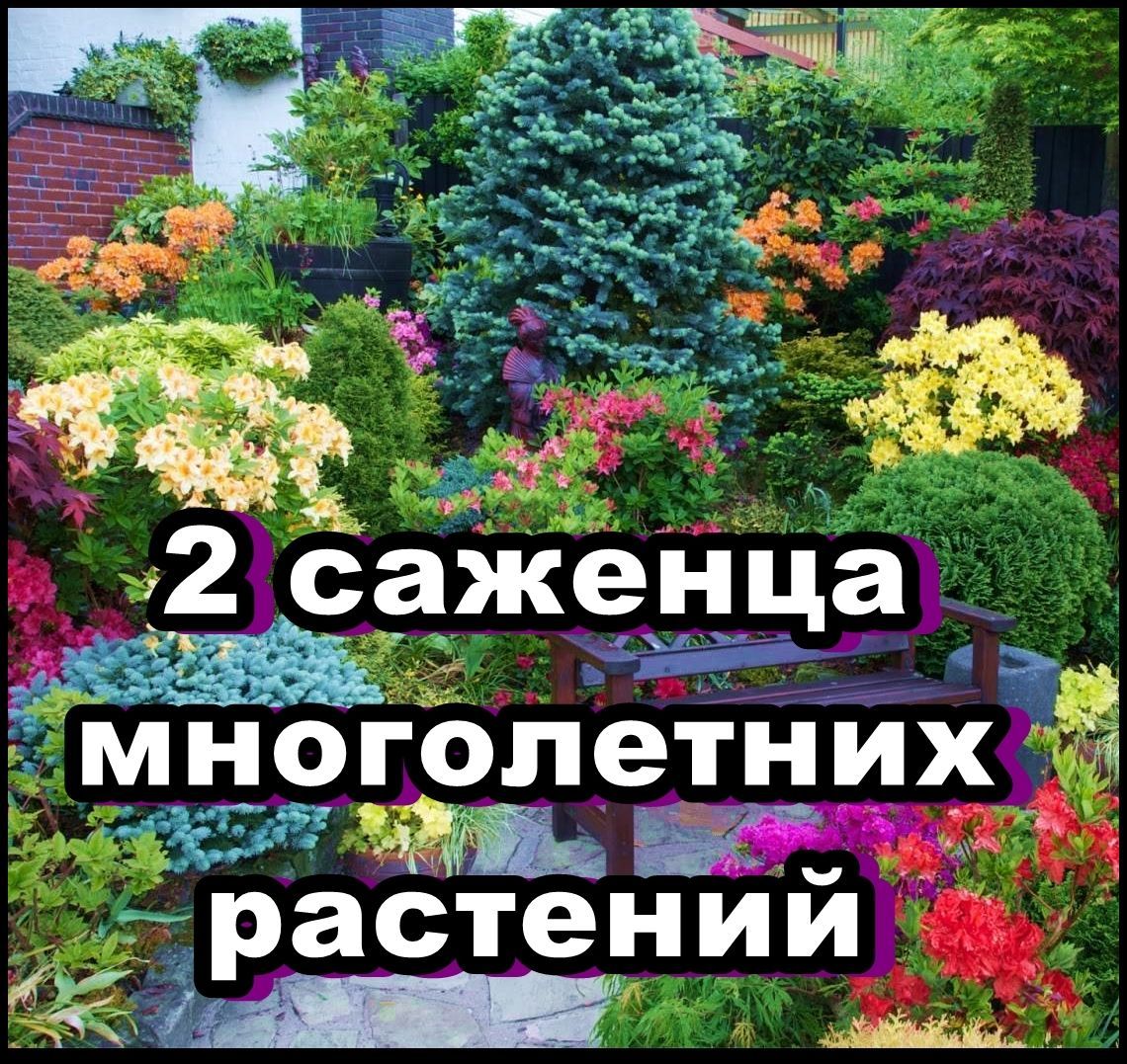 Саженцы Многолетних Цветов Купить Недорого