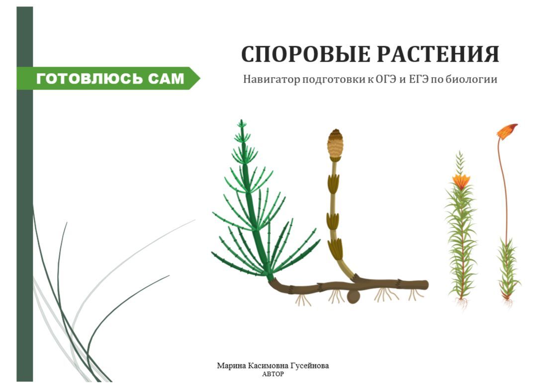 Что такое споровые растения