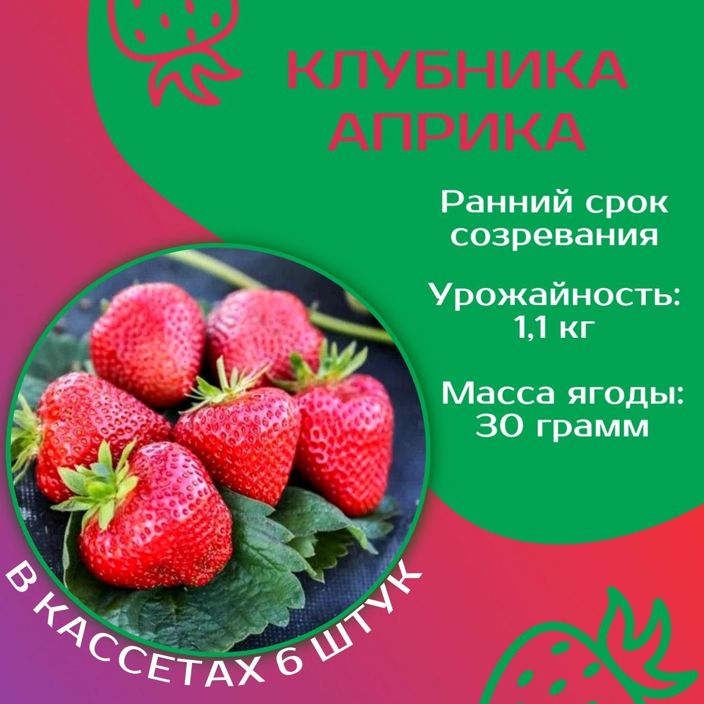 Клубника азия характеристика отзывы садоводов урожайность. Сорт клубники априка. клубника кустовая. клубника априка какой это сорт. сорт клубники априка отзывы.