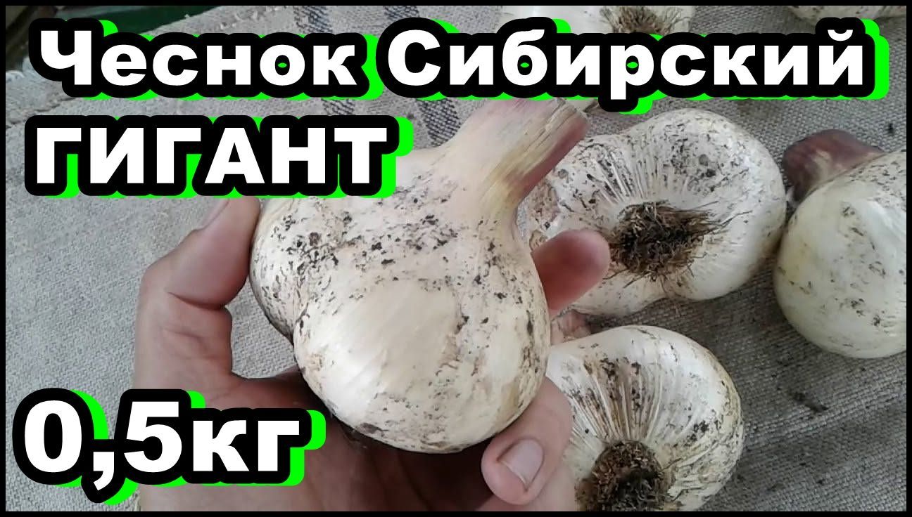 Чеснок сибирский гигант. Чеснок Сибирский гигант описание сорта