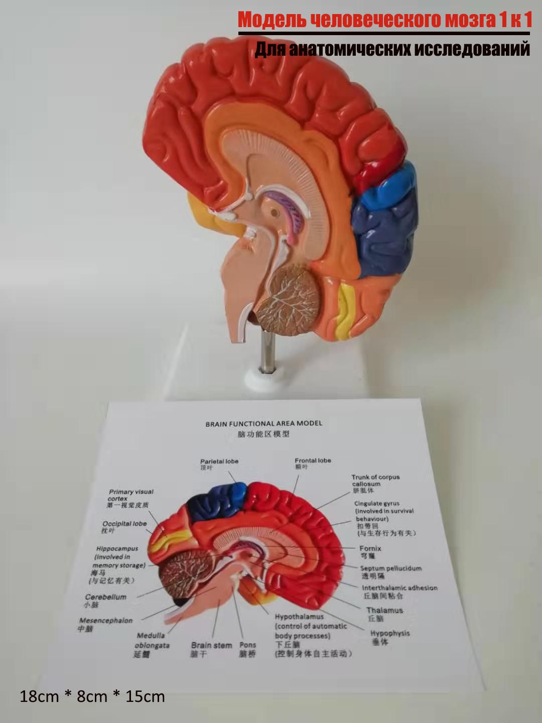 Многоцветная анатомическая модель головного мозга человека - купить с  доставкой по выгодным ценам в интернет-магазине OZON (1179222782)