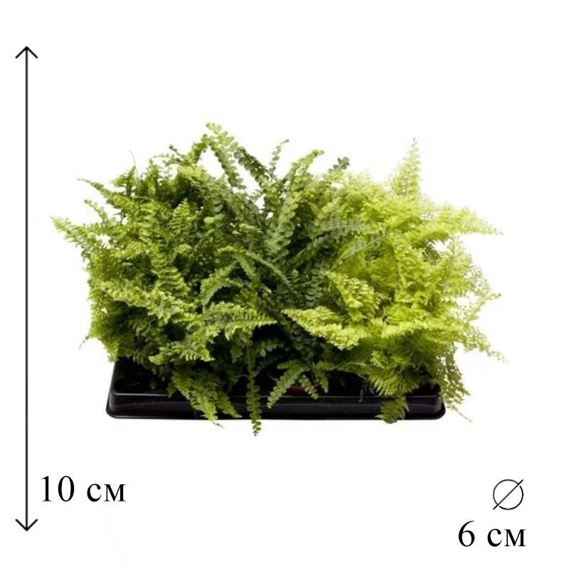 Нефролепис микс 6/10, 1 растение