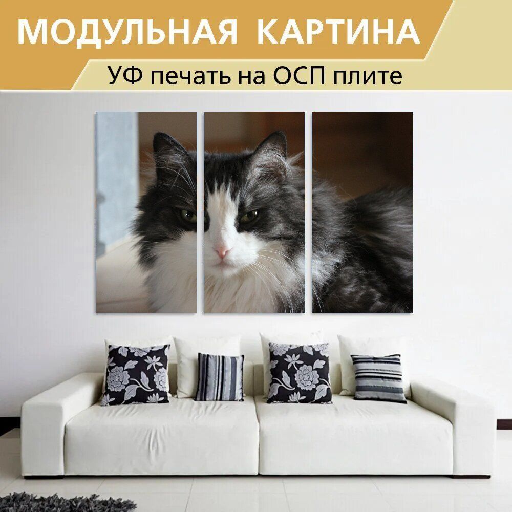 Пушистый предложение. Пушистый кот предложение.
