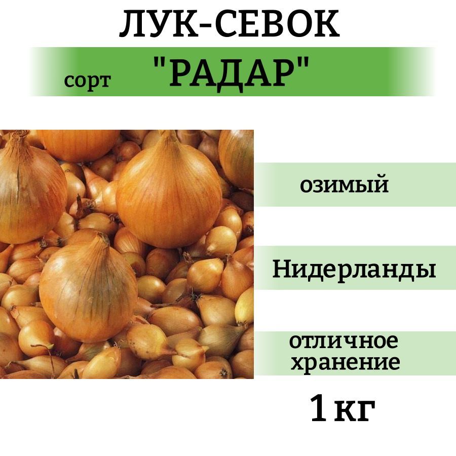 Радар описание сорта фото отзывы цена