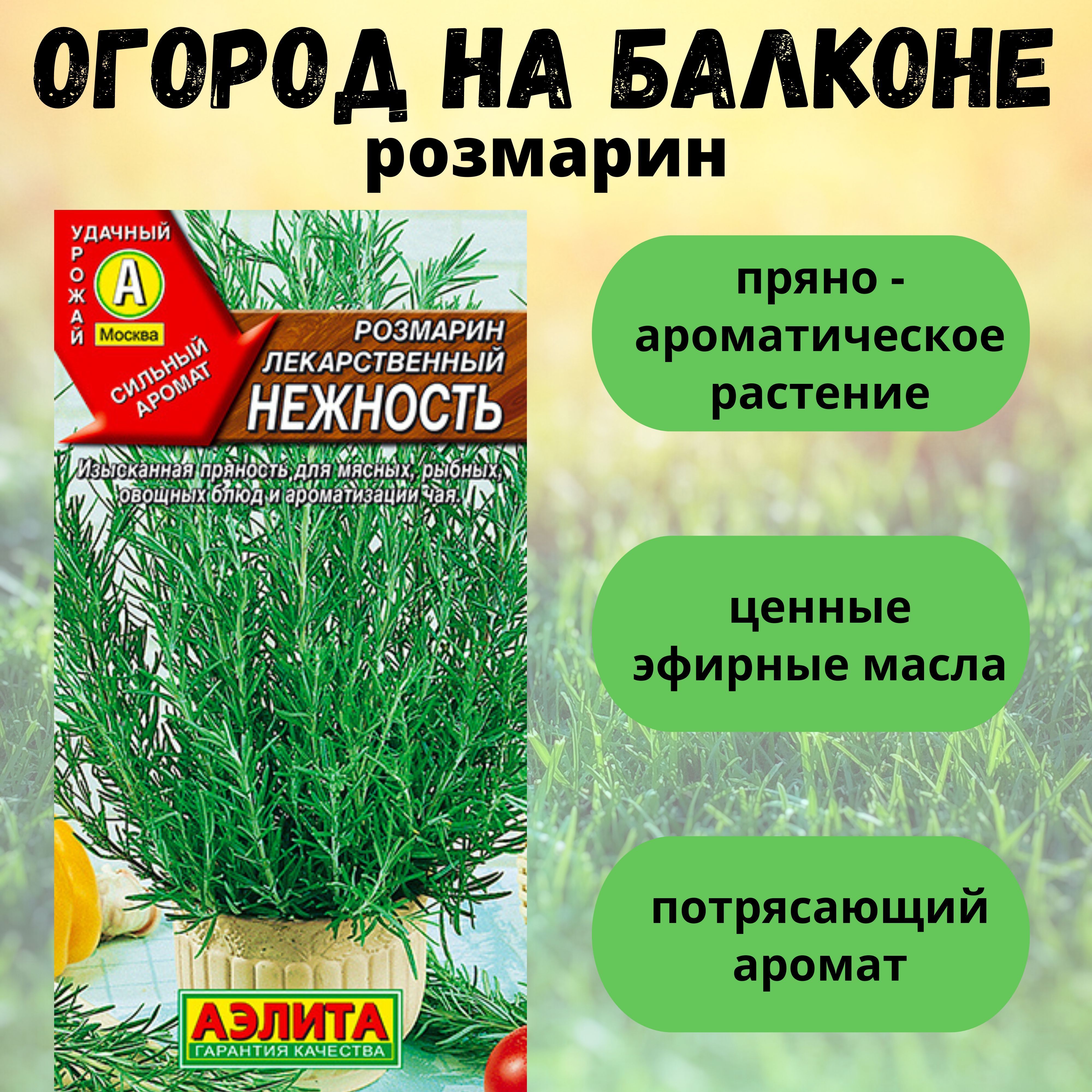 Розмарин Аэлита...