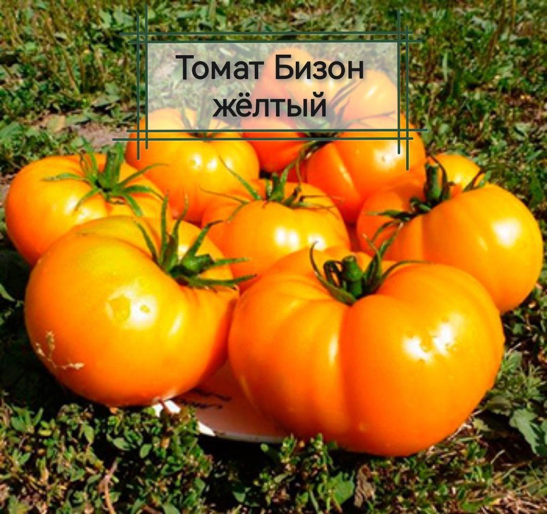 Урожайность томата апельсин. Томат Бизон желтый. Томат Бизон оранжевый. Томат Бизон оранжевый вкуснотека. Томат Бизон желтый и оранжевый.