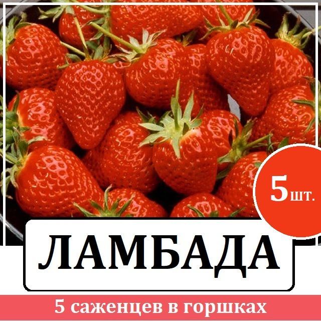 Саженцы Клубники сорт "Ламбада" 5шт. в горшках Р9, КСД, ранний сорт, комплект из 5 шт. саженцев в горшках