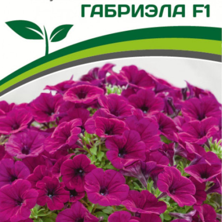 петуния каскадная партнер. петуния "амбре" вителия f1 каскадная красная. петуния вителия f1. петуния f1 "шок вэйв дип перпл". петуния "лагуна" албюертина f1 каскадная мини многоцветковая.