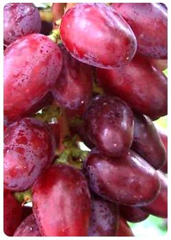 Крупные и сочные ягоды