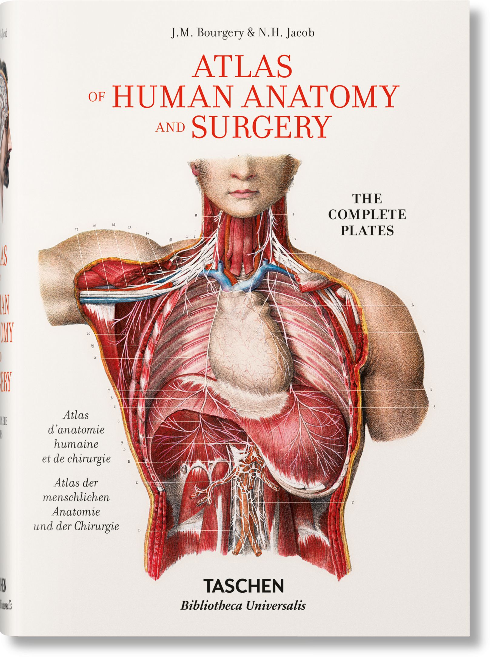 Human anatomy, atlas anatomy, anatomy